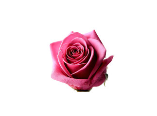 Single pink rose bloom isolated on black background, Isolated On Transparent Background, Png Cut Out