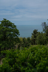 View of the Black Sea in the Botanical Garden of Georgia. trees, bushes