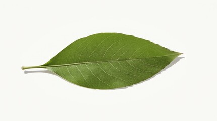 Fototapeta premium green cocoa leaf isolated on white 