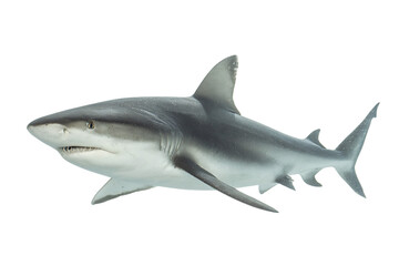 Obraz premium Detailed illustration of a grey reef shark swimming.