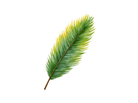 Single vibrant green and yellow palm frond isolated on black background, Isolated On Transparent Background, Png Cut Out