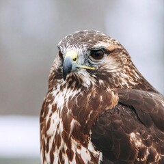detailed close up image of a beautiful hawk