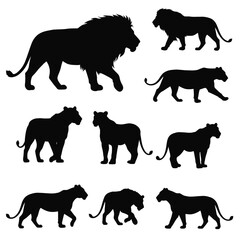 Silhouettes of Lion and Lioness Walking and Standing in Various Poses Vector Illustration for Wildlife and Nature Designs