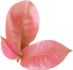 Fresh red leaves isolated on transparent background