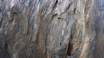 Close-up of rustic wooden stool legs or tree trunk base, showcasing natural bark texture, cracks, and earthy details. Harsh sunlight creates strong shadows on the rough ground. Organic, weathered wood