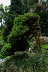 Japanese garden in the Botanical Garden of Georgia. Asian plants Shrubs