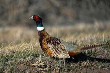 Ring-necked Pheasant Rooster - Kansas