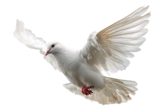 Flying dove bird peace freedom concept stock photo  on transparent background