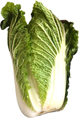 Fresh green napa cabbage isolated on transparent white background