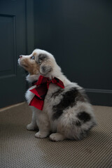 Australian Shepherd Puppy with bow