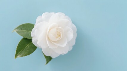 Fototapeta premium White Rose with Green Leaves on a Light Blue Background