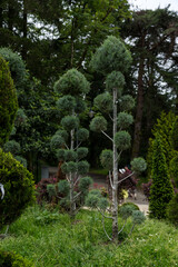 Juniper at the Botanical Garden in Georgia