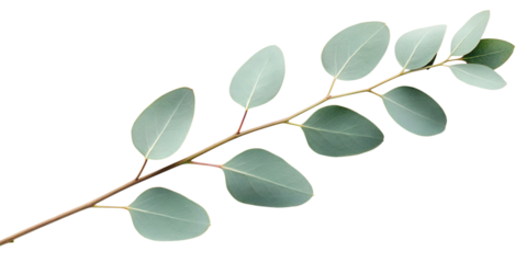 Eucalyptus branch with oval leaves and visible veins isolated on transparent background