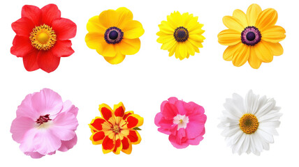 Colorful bouquet displaying vibrant flowers in an artistic arrangement, showcasing a variety of shapes and hues during a bright sunny day on transparent background
