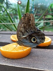 Close-up of a butterfly feeding on fresh orange slices. Vibrant colors and intricate wing patterns captured in a tropical feeding scene.
