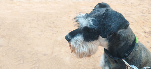 A close-up of a gray and black schnauzer dog with a distinctive beard, looking to the side. The...