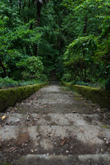 Steps down in the forest. Botanical garden in Georgia