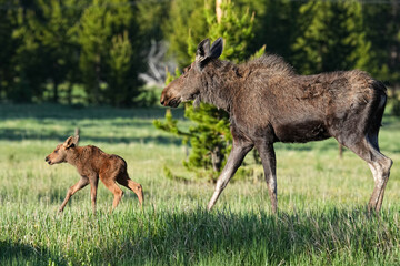 Mom and baby Moose
