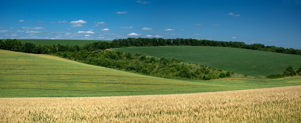 Agro-industrial fields in Ukraine. Summer season in field conditions. Blooming land. Rugged landscape.