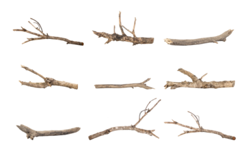 Dried tree branches isolated on white background with clipping path. Natural wood twigs for design and decoration.