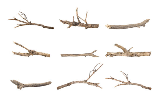 Dried tree branches isolated on white background with clipping path. Natural wood twigs for design and decoration.