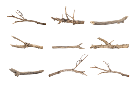 Dried tree branches isolated on white background with clipping path. Natural wood twigs for design and decoration.