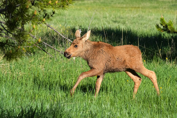 Running Baby Moose