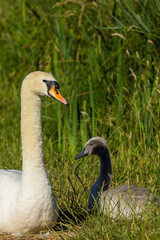 mute swan mother and cygnet bathing in the sun