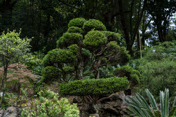 Japanese garden in the Botanical Garden of Georgia. Asian plants. Japanese tree