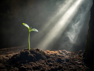 A tiny green seedling sprouts from dark soil bathed in dramatic sunlight and mist
