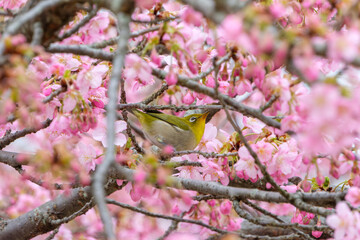 満開の河津桜とメジロの春の訪れ