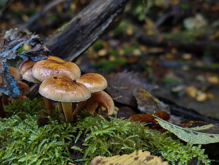 A tight group of Hypholoma fasciculare mushrooms with shiny yellowish caps growing on a moss-covered log in a damp autumn forest.