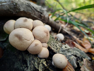 Small puffballs (Lycoperdon perlatum) grow on a rotting log in the autumn forest, showing textured surface and rounded shape.