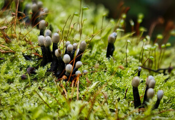 Close-up of immature slime mold (Stemonitis sp.) sprouting from moist mossy wood in a forest...
