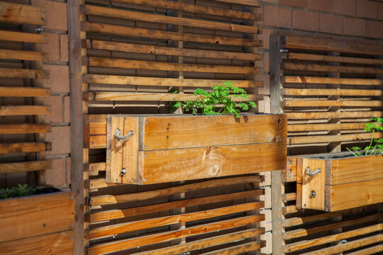 Herb garden in boxes on the wall