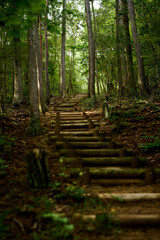 ハイキングトレイル