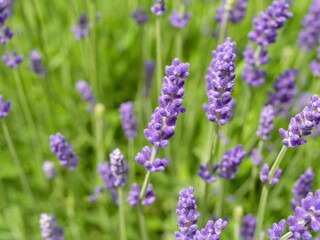 Bunch of purple flowers with green leaves
