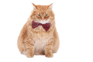 Elegant ginger cat wearing checkered bow tie. Fluffy tabby sitting on white transparent background....