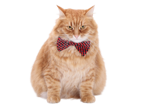 Elegant ginger cat wearing checkered bow tie. Fluffy tabby sitting on white transparent background. Funny and stylish pet portrait, isolated PNG image for design or layout use.