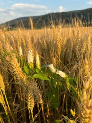 Weizenfeld im Abendlicht
