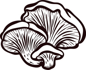 Hand drawn oyster mushrooms illustration isolated on white background vintage botanical engraving