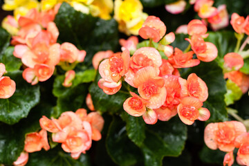 orange flowers, impatiens