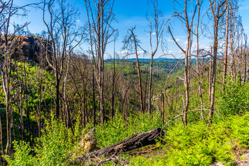 A view past trees from the middle section of the path leading to the Pravcicka Gate arch in...