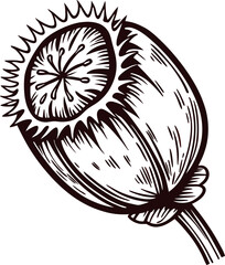 Hand drawn poppy seed pod isolated on white vintage botanical sketch illustration for herbal and natural design