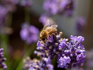 Bee is hovering over a purple flower