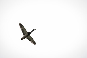 A mallard duck in mid-flight against a clean white sky, perfect for use in nature, wildlife, and minimalistic design projects.