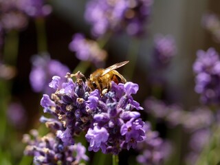 Bee is sitting on a purple flower