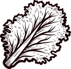 Obraz premium Vintage engraved lettuce leaf hand drawn botanical sketch illustration of leafy vegetable isolated on white background