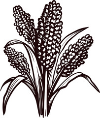 Hand drawn black and white illustration of sorghum plant with grain heads and long leaves, vintage botanical art