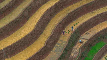 Hmong farmers prepare their fields and plant rice on terraced fields in Mu Cang Chai, Yen Bai....
